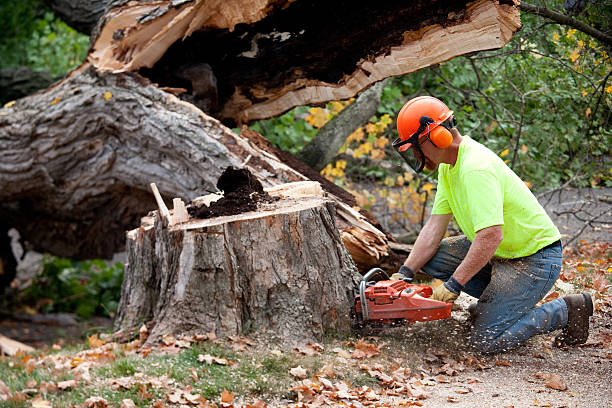 Little Round Lake, WI Tree Care  Company